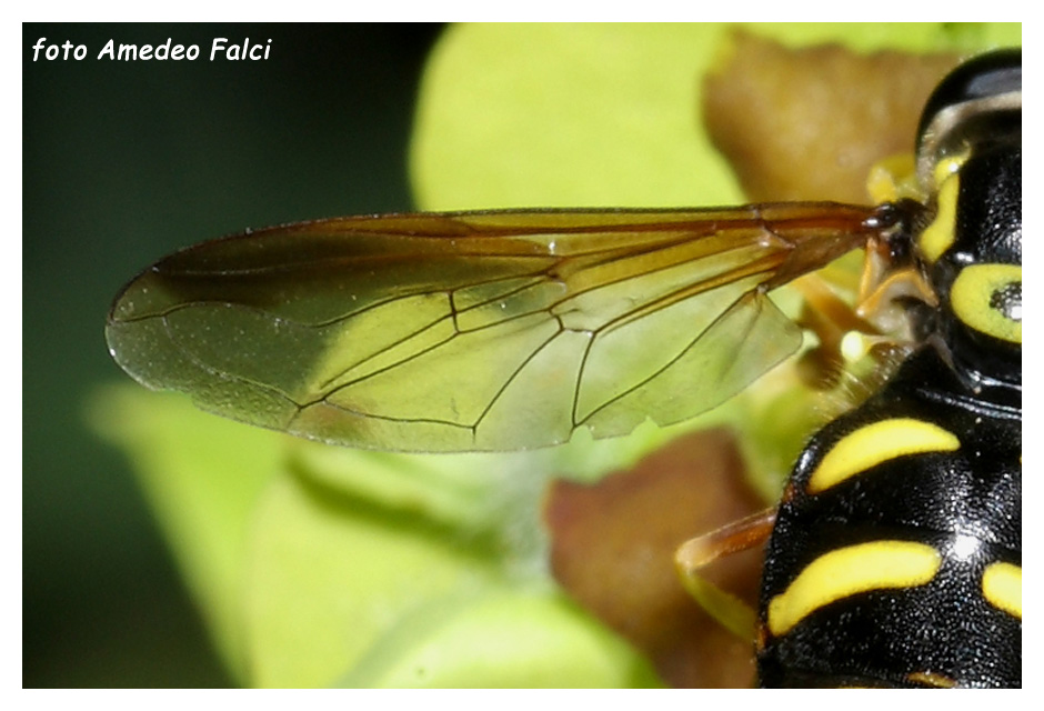 Chrysotoxum intermedium (Syrphidae) della Sicilia, conferma.